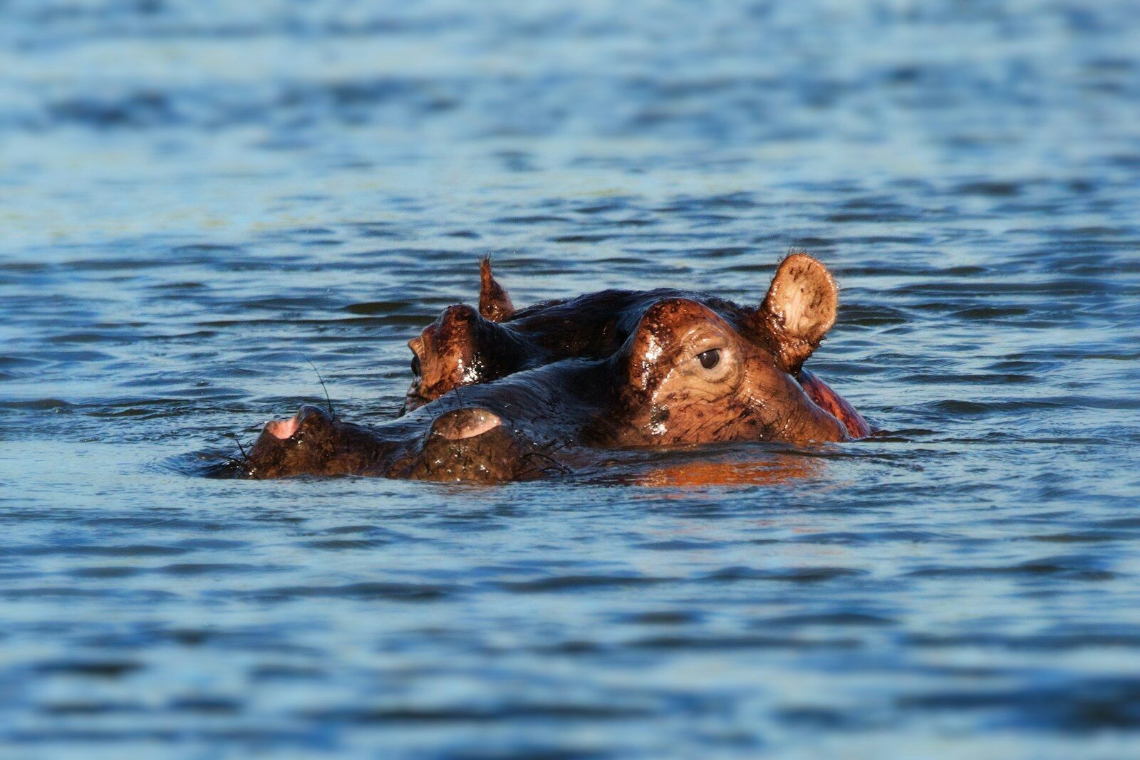 Bezoek deze dierentuinen voor een unieke ervaring