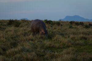 Hoe nijlpaarden zich aanpassen aan hun omgeving