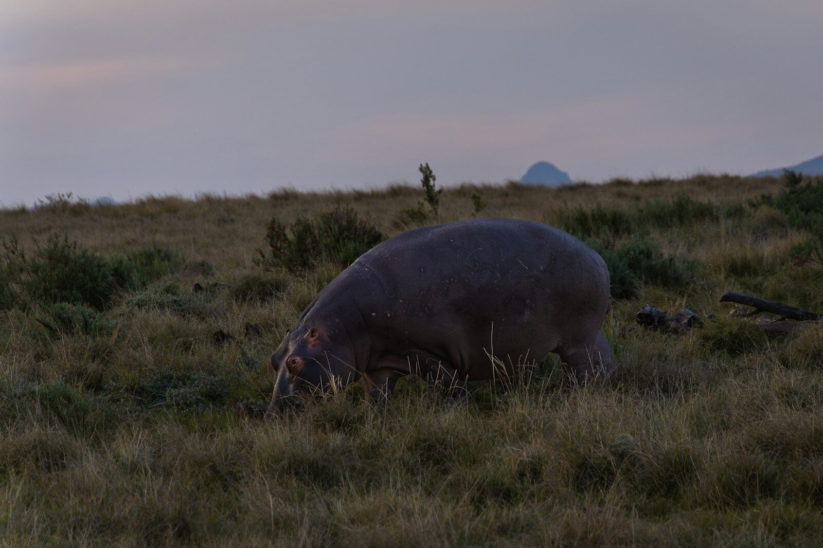Verschillen tussen rivier- en landnijlpaarden